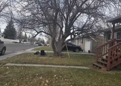 Large leafless street tree in a residential front yard next to a sidewalk and wooden porch steps, with parked cars and scattered fallen leaves on the grass under an overcast sky