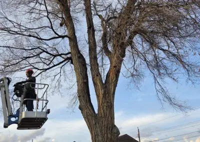 Worker in a lift trimming a large leafless street tree next to a single-story house with an American flag flying in the front yard under a partly cloudy sky