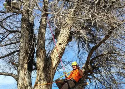 Arborist in orange safety gear and yellow helmet perched on a large leafless tree branch, secured with red and orange climbing ropes and harness while holding a rigging line, with a chainsaw hanging on a lower limb and a blue sky background.