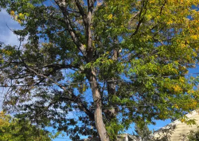 Large deciduous tree with green and yellow leaves towering over a white wooden backyard gazebo and beige house under a blue sky, with power lines crossing the scene.