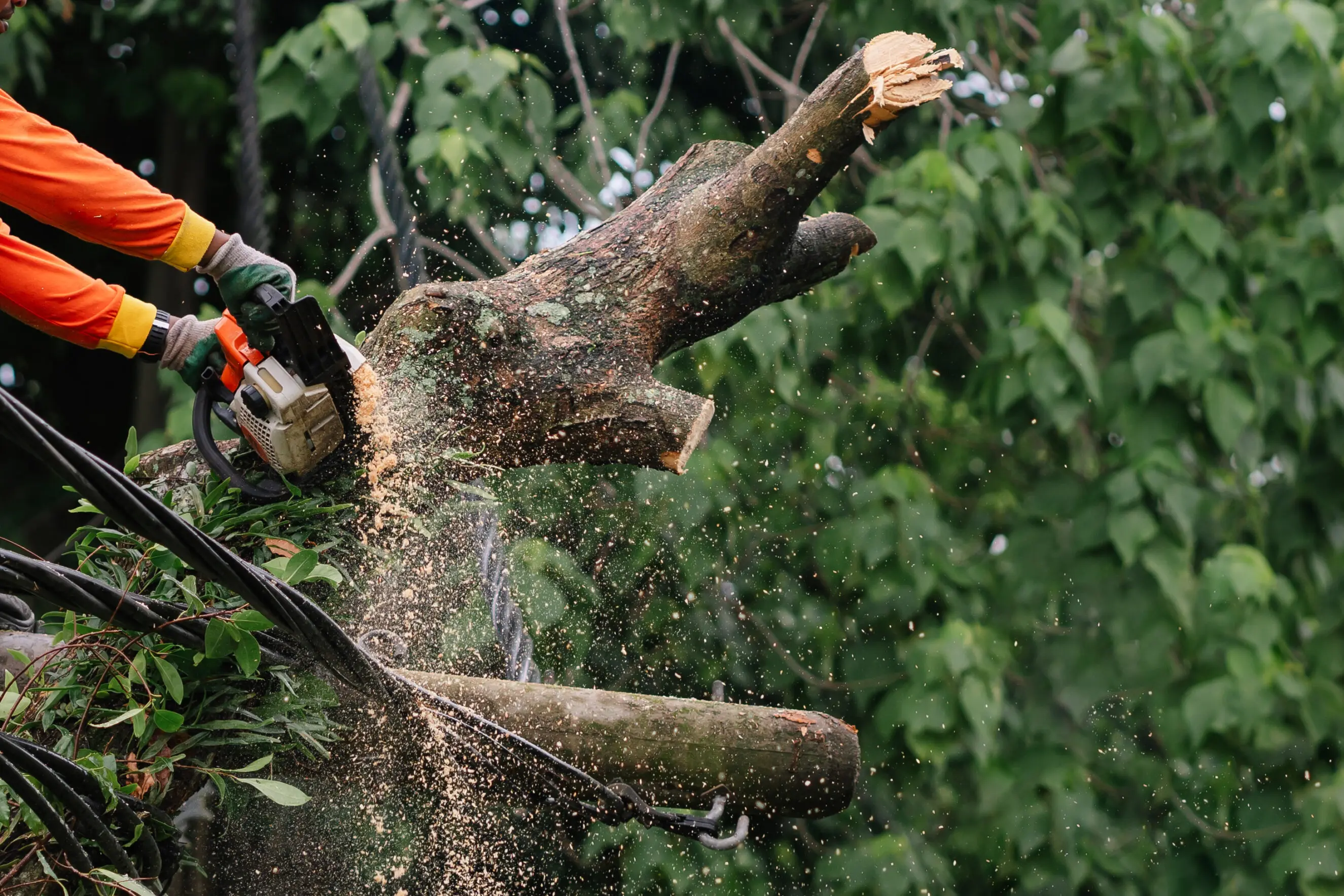 Arborist in orange safety gear using a chainsaw to cut a large tree limb above utility lines, sending wood chips flying — professional tree trimming and removal service in Casper, WY