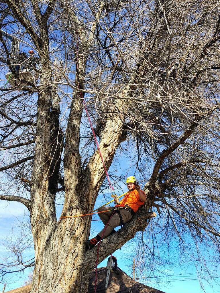 Arborist in bright orange shirt and yellow helmet secured with climbing ropes and harness while trimming a large leafless tree above a house, demonstrating professional tree removal and maintenance for a Casper tree service.